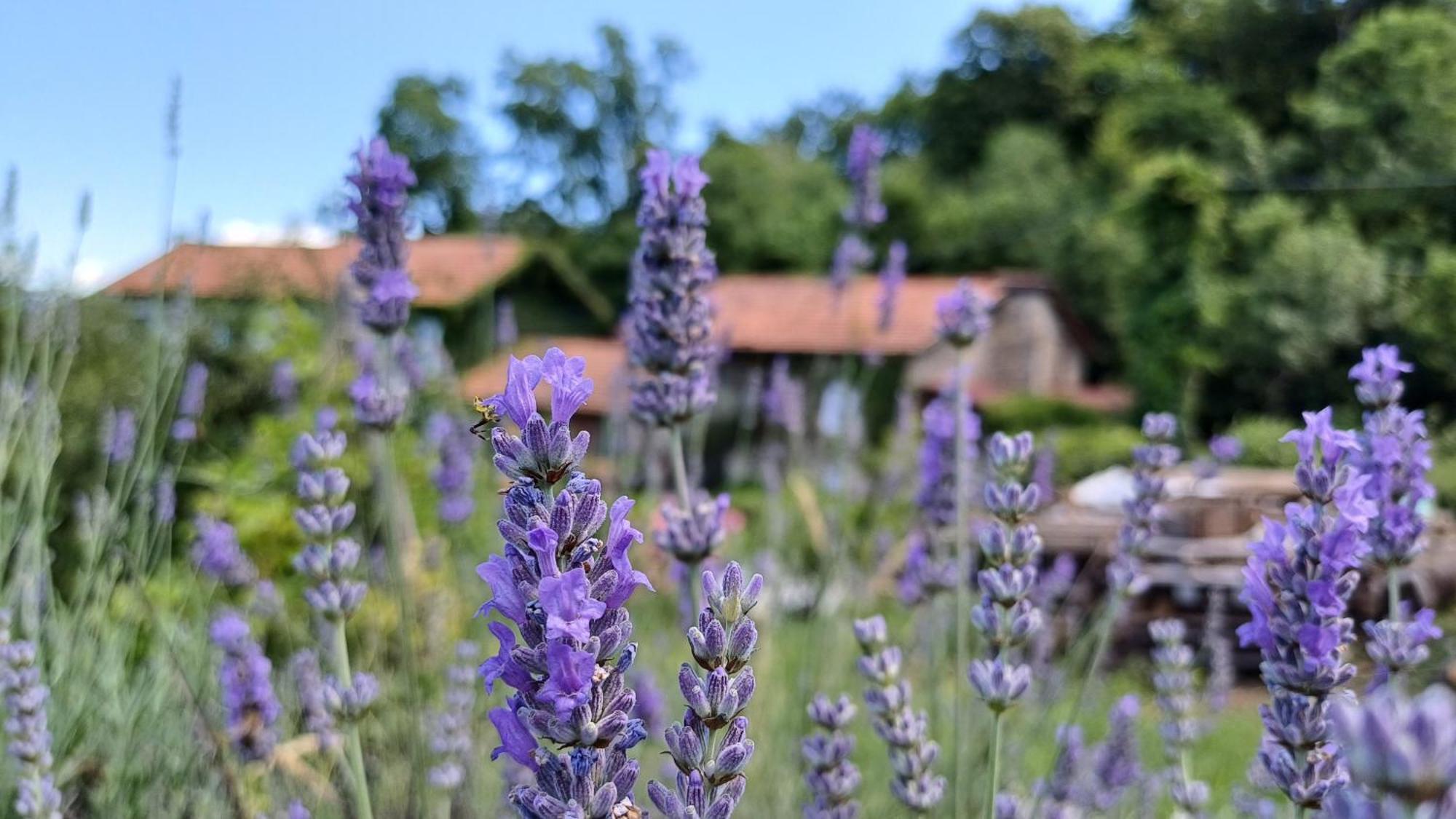 La Stanza Del Bosco Apartman Arcumeggia Kültér fotó